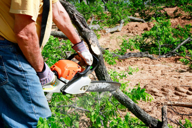 Best Arborist Services Near Me  in Elmwood Park, IL